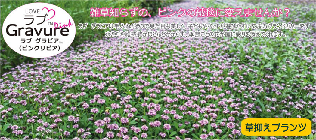 ラブグラビア新製品紹介